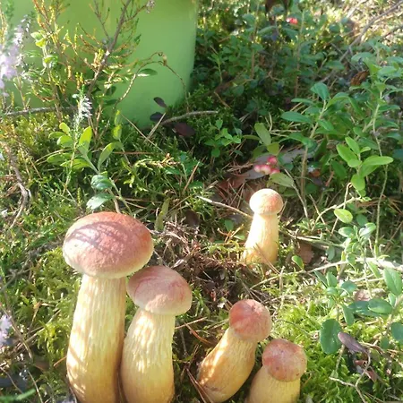 Niebieskie Orman Evi Sasino